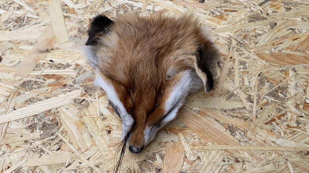 Red Fox Face