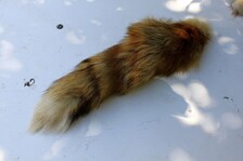 Real Red Fox Fur Tail