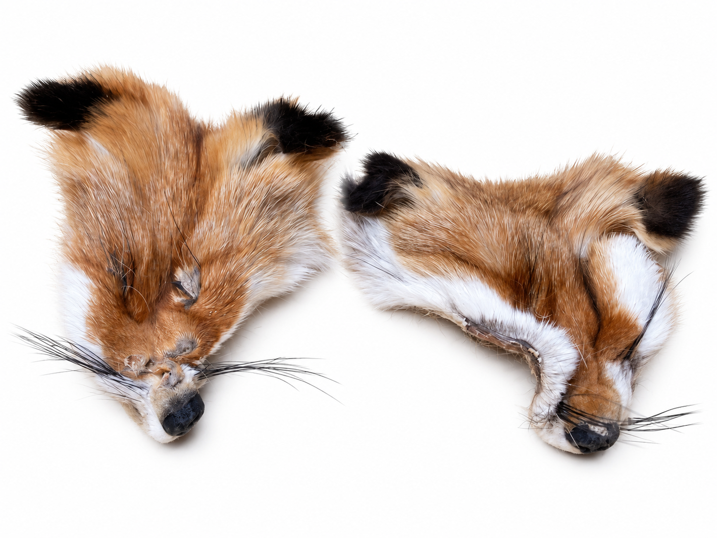 Red Fox Face