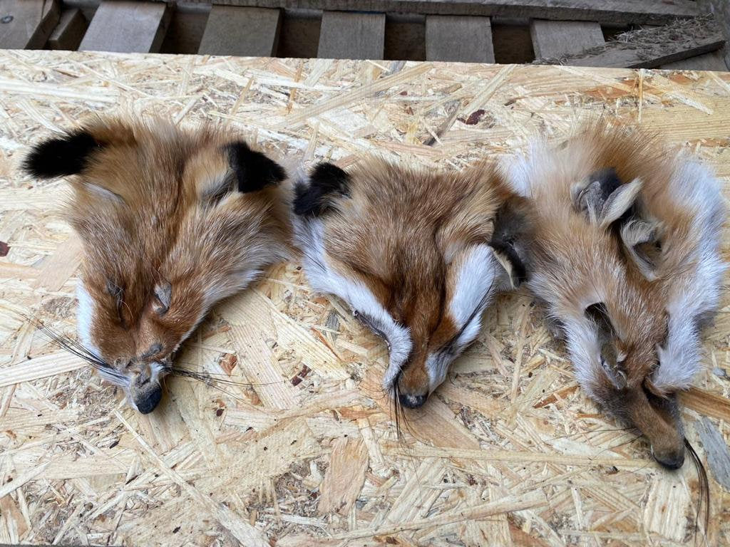 Red Fox Face