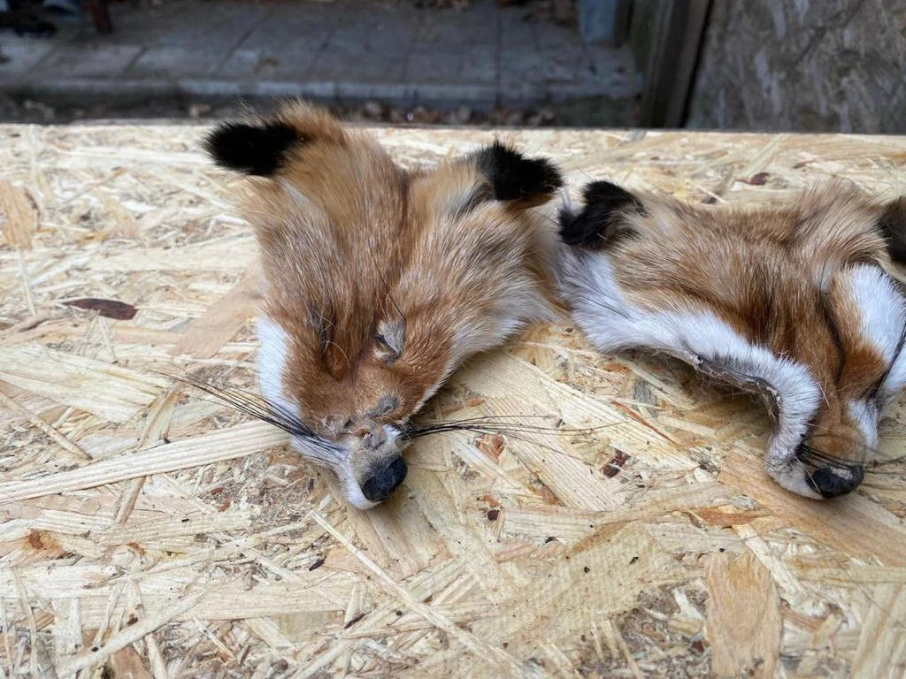 Red Fox Face