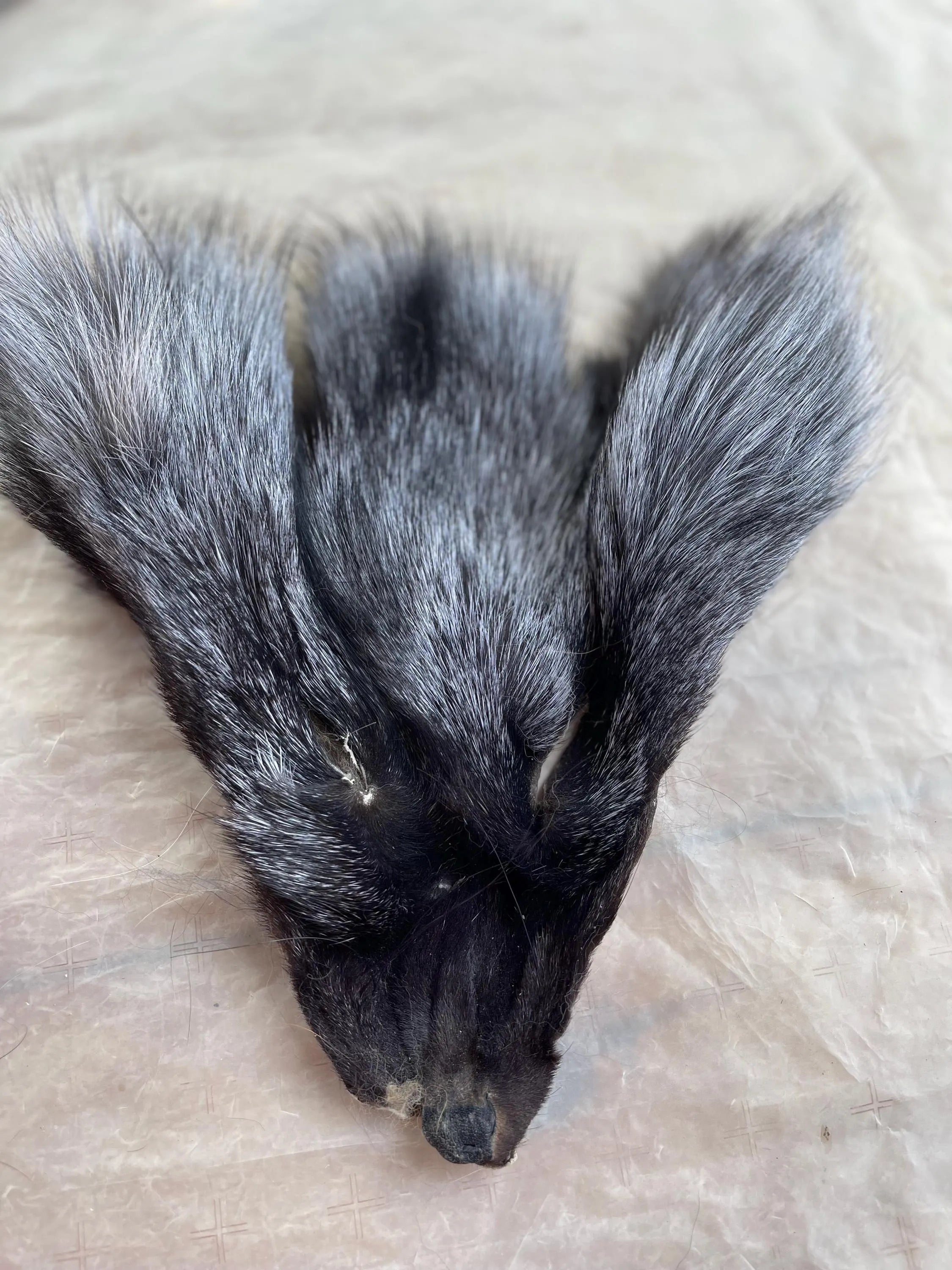 Red Fox Face