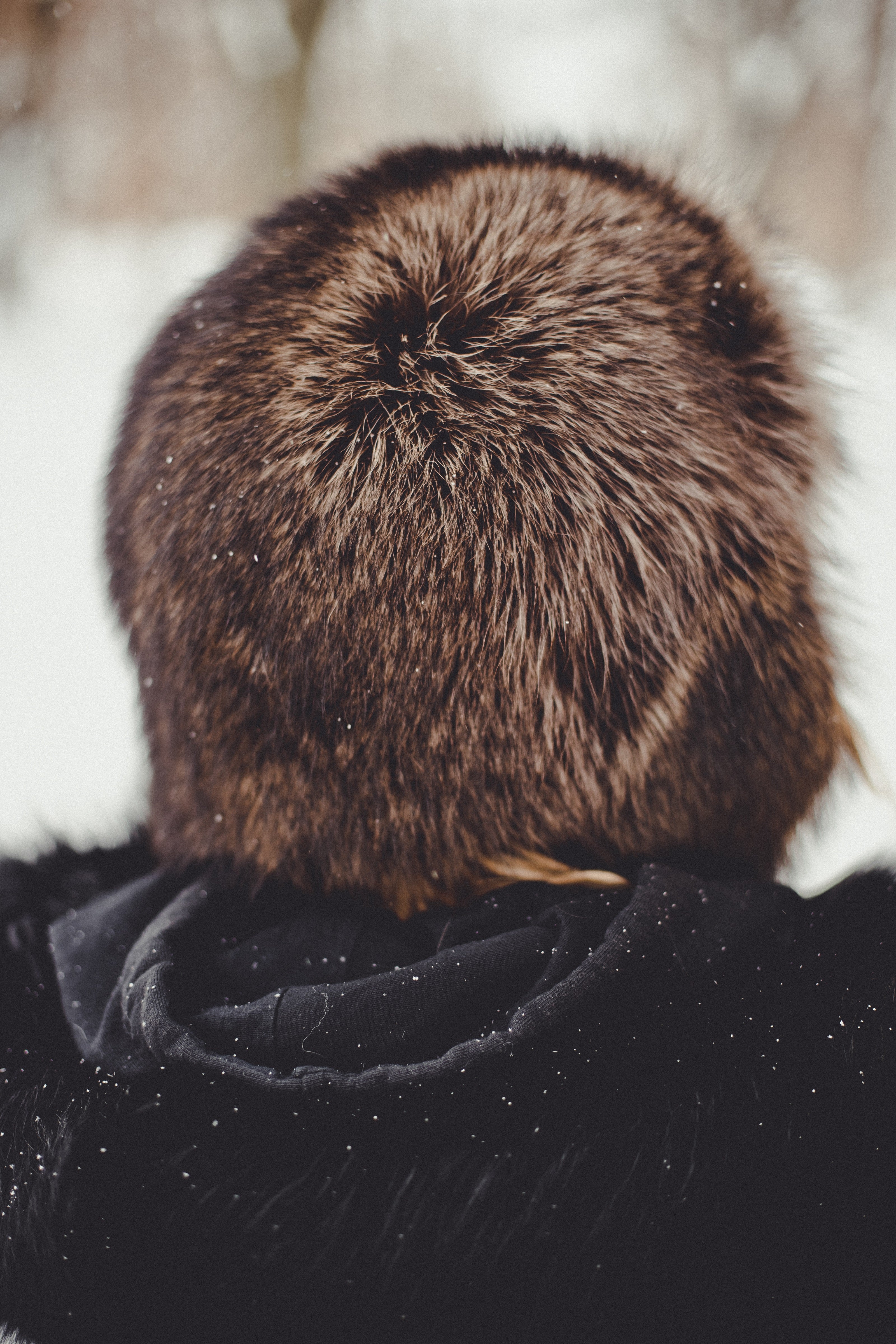 Raccoon Fur Hat