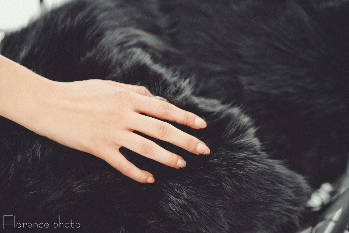 Black Fox Fur Pillow Cover